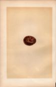 Merlin Falcon Antique 1875 Engraving Rev Morris Nests & Eggs-31.