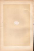 Alpine Swift Antique 1875 Engraving Rev Morris Nests & Eggs-123.