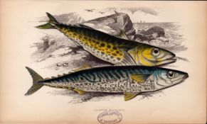 Spanish Mackerel 1869 Antique Johnathan Couch Coloured Fish Engraving.