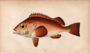 Bergylt 1868 Antique Johnathan Couch Coloured Fish Engraving.
