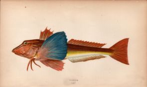 Tubfish 1868 Antique Johnathan Couch Coloured Fish Engraving.