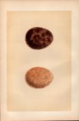 Jer-Falcon Antique 1875 Engraving Rev Morris Nests & Eggs-23.