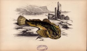 Father Lasher 1869 Antique Johnathan Couch Coloured Fish Engraving.