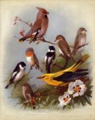 Thorburn Antique Scarce First Edition Print Oriole, Waxwing, Flycatchers -14.