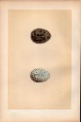 Crow Antique 1875 Engraving Rev Morris Nests & Eggs-91.