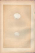 Roller Antique 1875 Engraving Rev Morris Nests & Eggs-81.