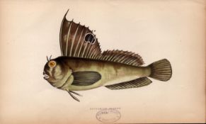 Butterfly Blenny Antique Johnathan Couch Coloured Fish Engraving.