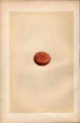 Lesser Kestrel Falcon Antique 1875 Engraving Rev Morris Nests & Eggs-35.