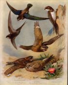 Antique Scarce First Edition Large Bird Print Nightjars & Swifts -23.