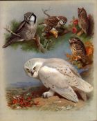 Antique Scarce First Edition Large Bird Print The Owl-Family-27.
