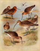 Antique Scarce First Edition Large Bird Print Godwit & Curlew-69.