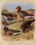Antique Scarce Large First Edition Bird Print The Goose Family-43.