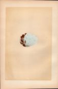 Swallow-Tailed Kite Antique 1875 Engraving Rev Morris Nests & Eggs-21.