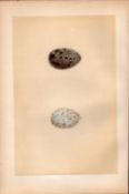 Rook Antique 1875 Engraving Rev Morris Nests & Eggs-95.