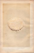 Griffon Vulture Antique 1875 Engraving Rev Morris Nests & Eggs-1.