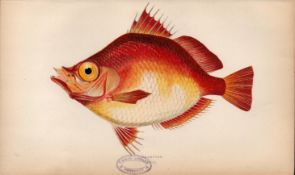 Roarfish 1869 Antique Johnathan Couch Coloured Fish Engraving.