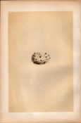 Chough Antique 1875 Engraving Rev Morris Nests & Eggs-87.