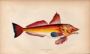 Bloch’s Gurnard 1868 Antique Johnathan Couch Coloured Fish Engraving.