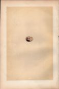 Cuckoo Antique 1875 Engraving Rev Morris Nests & Eggs-117.