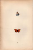 Arran Argus Hand Coloured Antique Butterfly Plate Rev Morris-63.