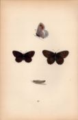 Arran Argus Hand Coloured Antique Butterfly Plate Rev Morris-63.