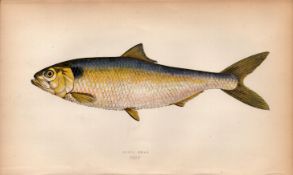 Allis Shad 1869 Antique Johnathan Couch Coloured Fish Engraving.