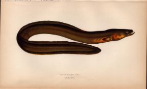 Broad-Nosed Eel Antique Johnathan Couch Coloured Fish Engraving.