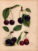 Cherries Selection 1891-1894 Antique Mary Rivers Fruit Coloured Illustration-6