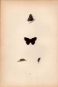 White Hairstreak Hand Coloured Antique Butterfly Plate Rev Morris-109.