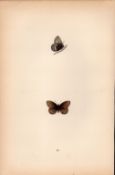 Silver Bordered Ringlet Coloured Antique Butterfly Plate Rev Morris-69.