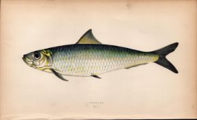 Pilchard 1869 Antique Johnathan Couch Coloured Engraving.