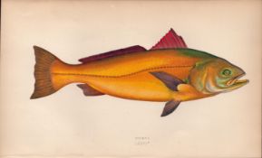 Sciaena Antique Johnathan Couch Coloured Fish Engraving.