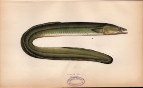 Dublin Eel Antique Johnathan Couch Coloured Fish Engraving.