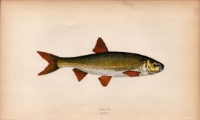 Dobule 1869 Antique Johnathan Couch Coloured Fish Engraving.