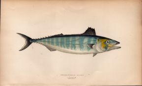 Short-Finned Tunny Antique Johnathan Couch Coloured Fish Engraving.