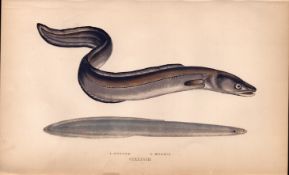 Conger & Morris Eel Antique Johnathan Couch Coloured Engraving.