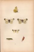 Green Veined Hand Coloured Antique Butterfly Plate Rev Morris-30.