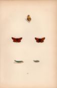 Small Skipper Hand Coloured Antique Butterfly Plate Rev Morris-194.