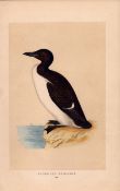Brunnich’s Guillemot Rev Morris Antique History of British Birds Engraving.