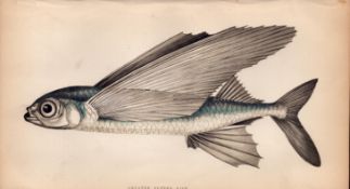 Greater Flying 1869 Antique Johnathan Couch Coloured Fish Engraving.