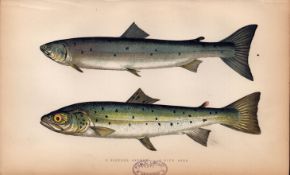 Slender & Blue Poll Salmon Antique Johnathan Couch Coloured Fish Engraving.