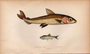 Hebridal & Argentine Smelt Antique Johnathan Couch Coloured Fish Engraving.