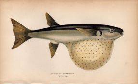 Pennants Globefish Antique Johnathan Couch Coloured Engraving.