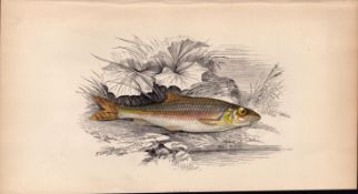 Gudgeon 1869 Antique Johnathan Couch Coloured Fish Engraving.