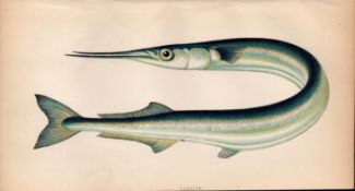 Garfish 1869 Antique Johnathan Couch Coloured Fish Engraving.