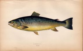 Salmon Trout Antique Johnathan Couch Coloured Fish Engraving.