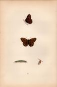 Wood Argus Hand Coloured Antique Butterfly Plate Rev Morris-45.