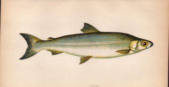 Pollan 1869 Antique Johnathan Couch Coloured Fish Engraving.