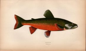 Torgoch Salmon Antique Johnathan Couch Coloured Fish Engraving.