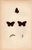 Wood Ringlet Hand Coloured Antique Butterfly Plate Rev Morris-47.
